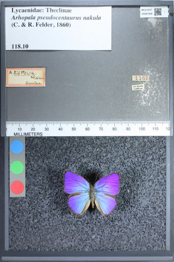 Media type: image;   Entomology 67508
